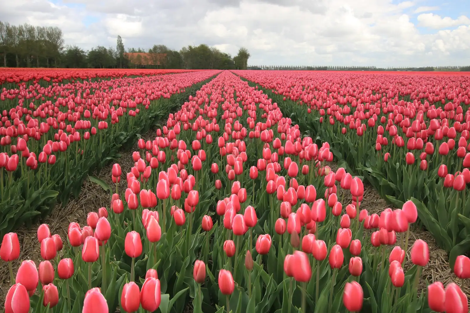 Pink tulip field