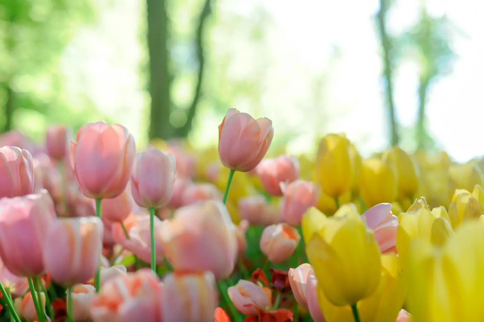Depth photography of pink and yellow tulip flowers