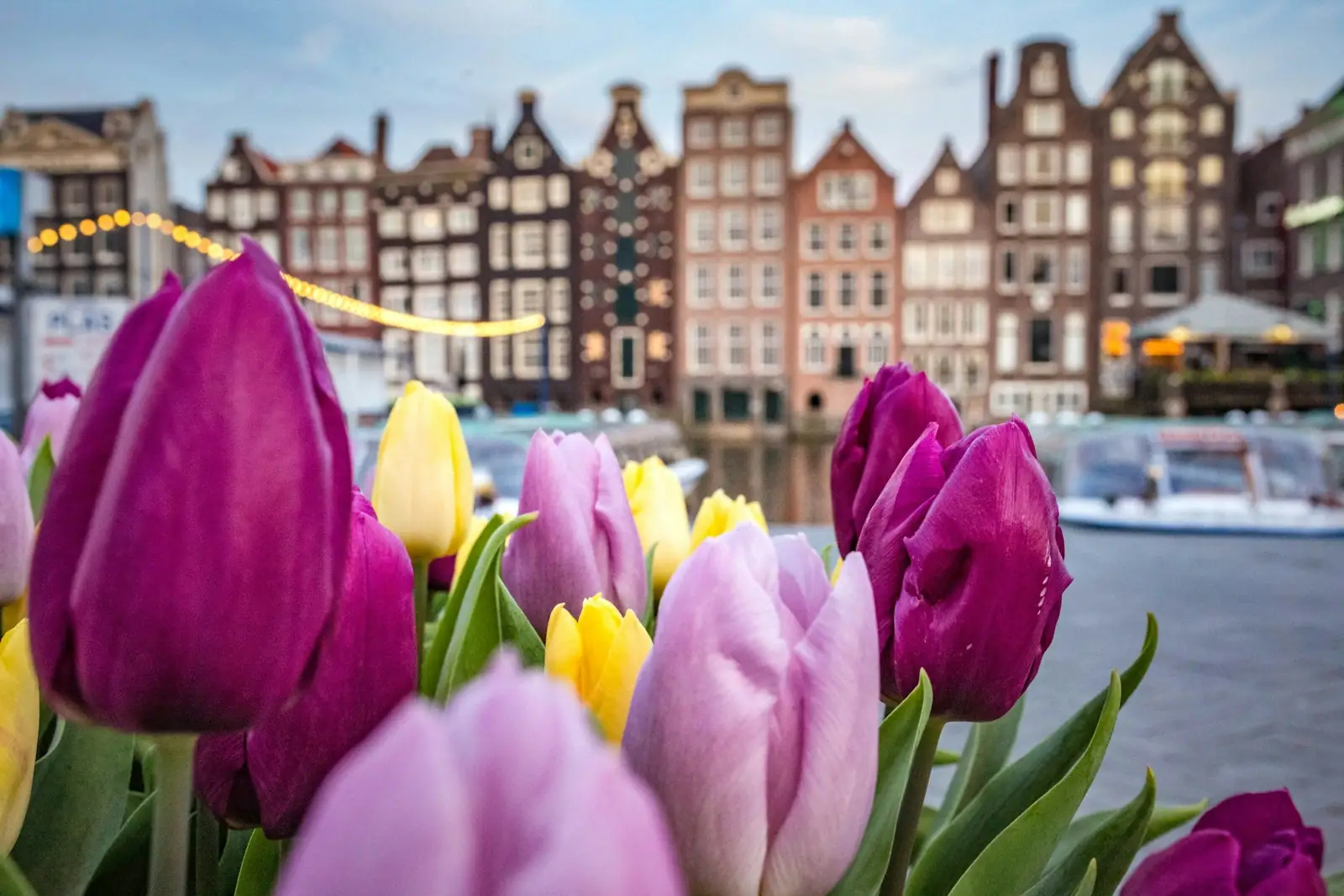 Pink flowers near city buildings during daytime