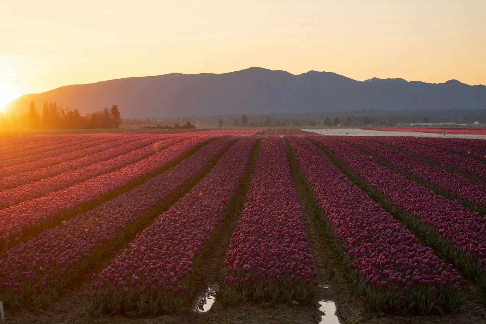 Beautiful field of flowers basks in the sunset