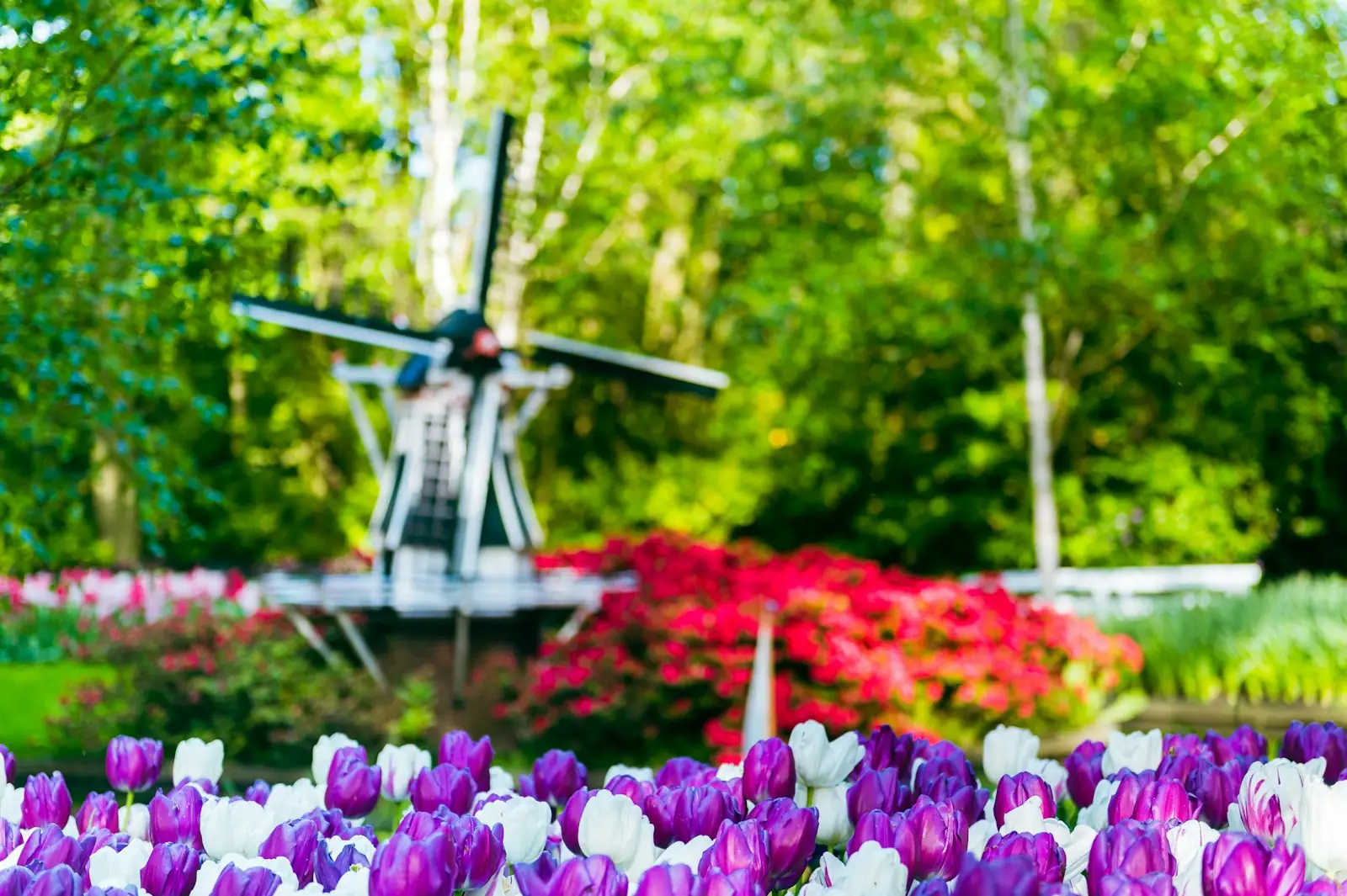 A field of purple and white tulips with a windmill in the background